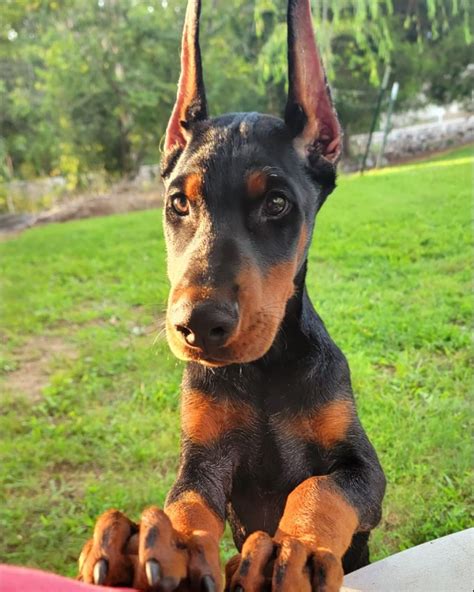 doberman kennels in florida|More.